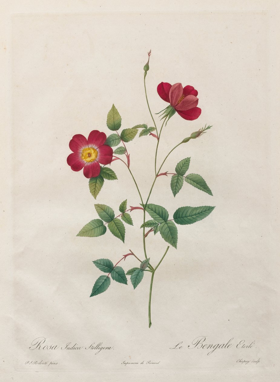 Rosa Indica Stelligera tekijältä Kitagawa Utamaro