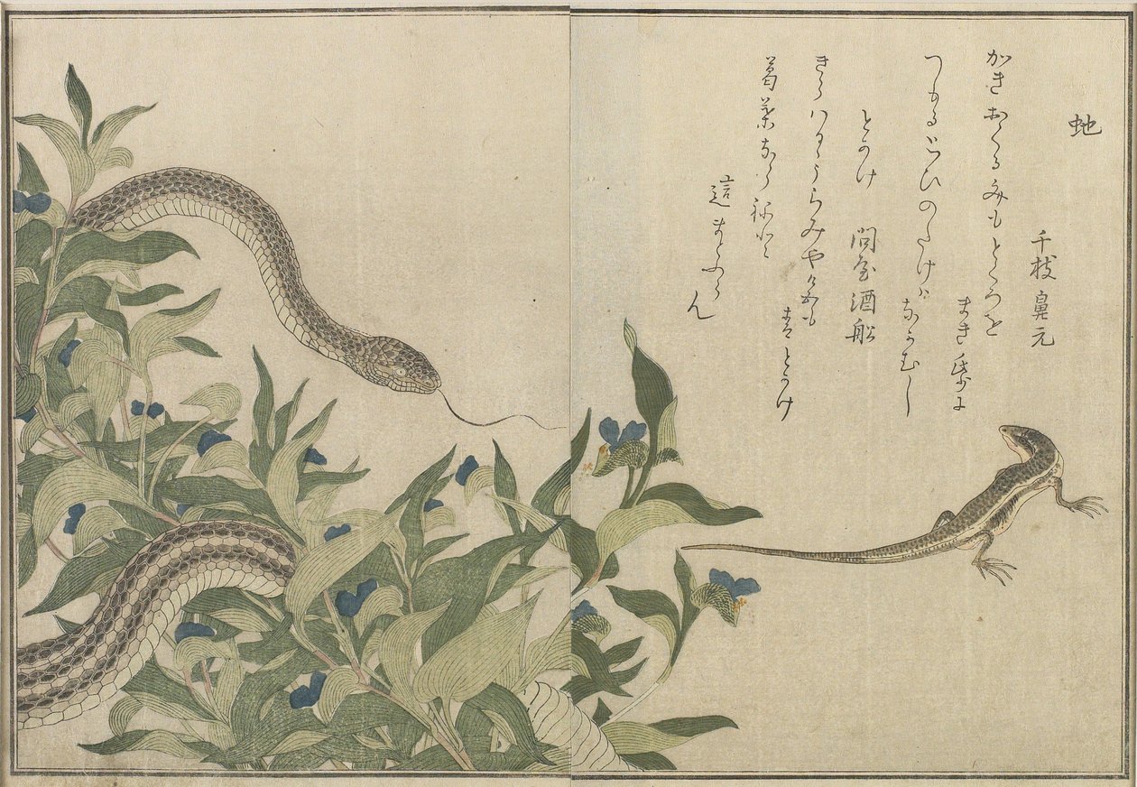 Käärme ja lisko, 1788 (värillinen puupainatus) tekijältä Kitagawa Utamaro
