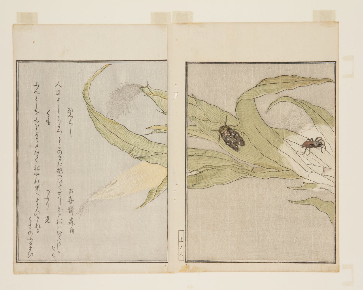 Hämähäkki (Kumo) ja iltasikada (Higurashi) (värillinen puupalikkaprintti) tekijältä Kitagawa Utamaro