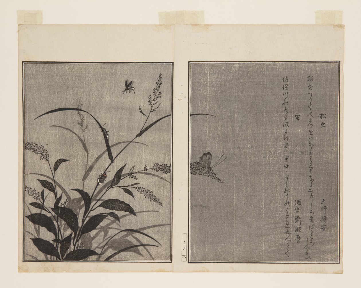 Tree Cricket (Matsumushi) ja Firefly (Hotaru) (värillinen puupainatus) tekijältä Kitagawa Utamaro