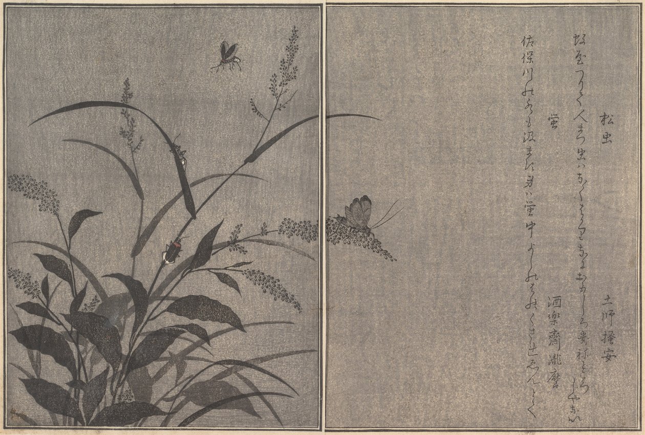 Puukriketti Matsumushi, Firefly Hotaru..., 1788. tekijältä Kitagawa Utamaro