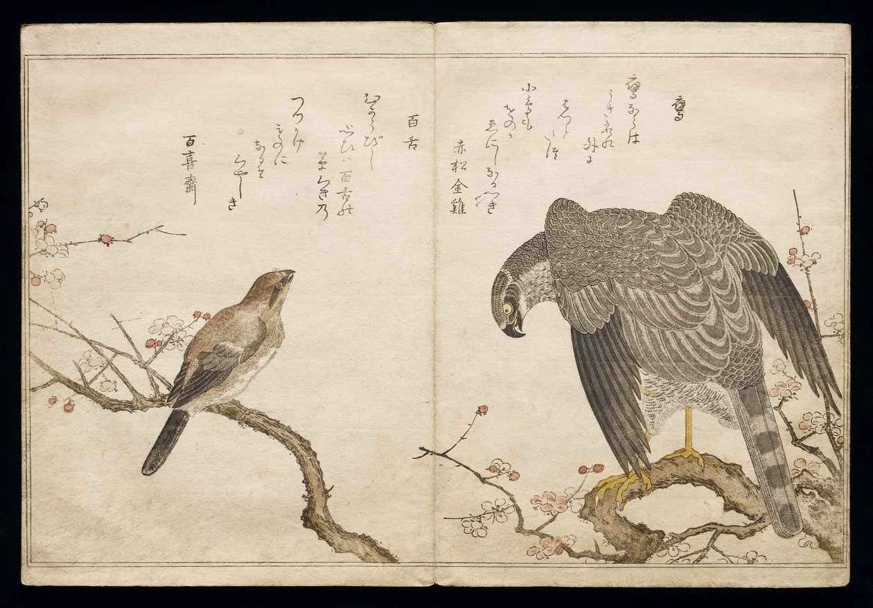 Vol.2 f.1 Falcon oikealla, Bull-headed Shrike vasemmalla, albumista "Linnut verrattu huumorilauluihin", 1791 (värillinen puupainatus) tekijältä Kitagawa Utamaro