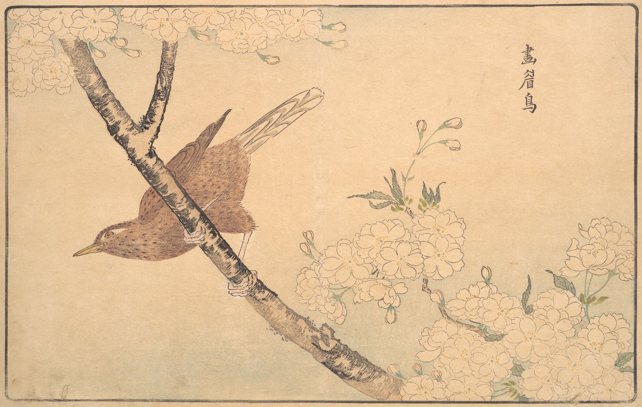 Harmaarastas, 1789. tekijältä Kitao Masayoshi