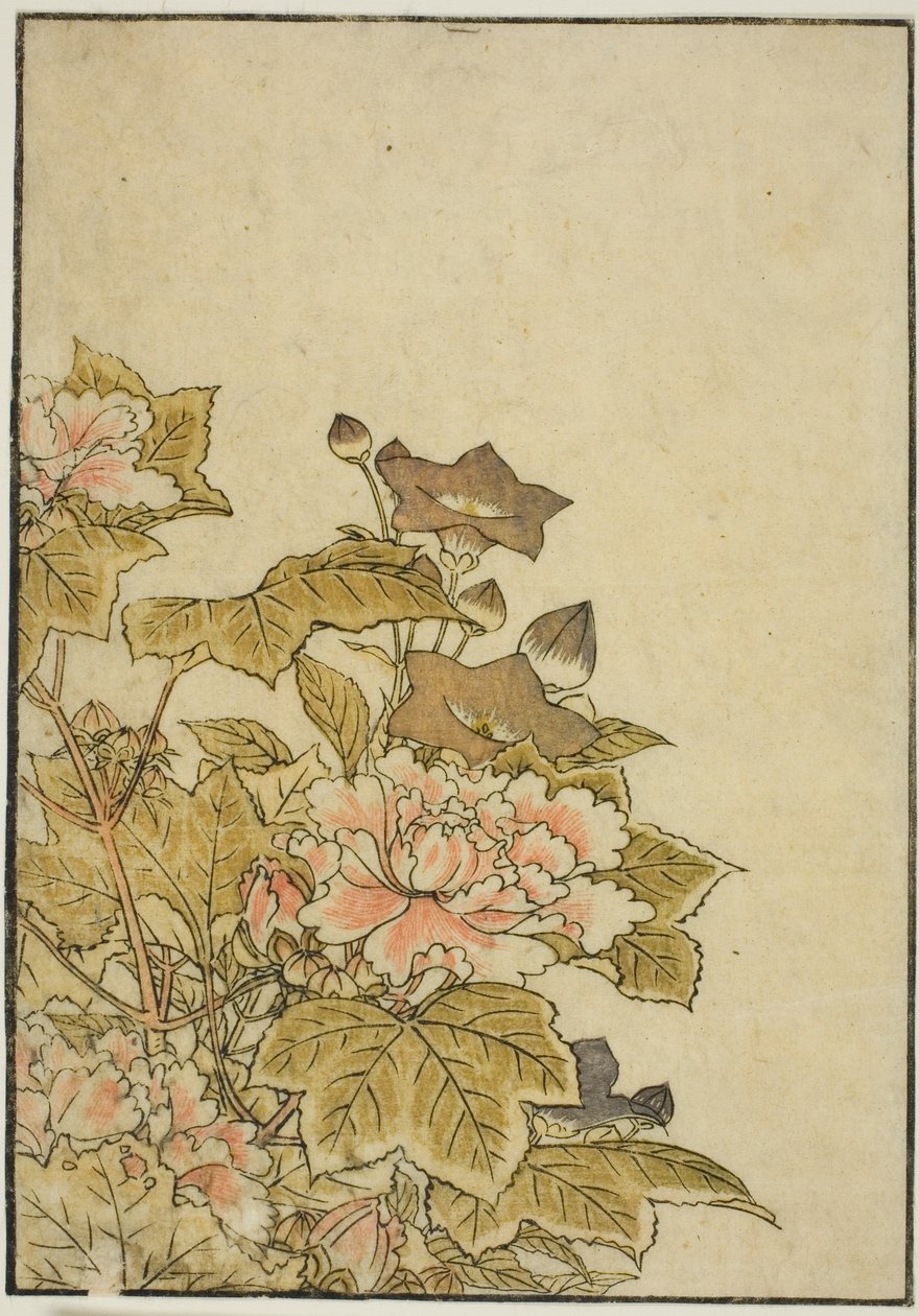 Autumn Flowers: Pionies and Bellflowers, kirjasta "Mirror of Beautiful Women of Pleasure Quarters (Seiro bijin awase sugata kagami)," voi. 2 tekijältä Kitao Shigemasa