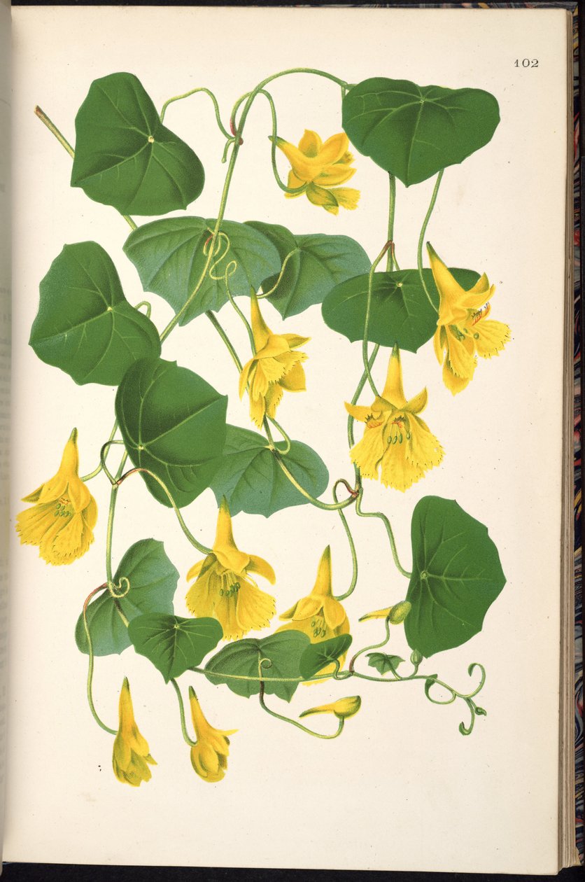 Tropaeolum -heiluri tekijältä Klotzsch