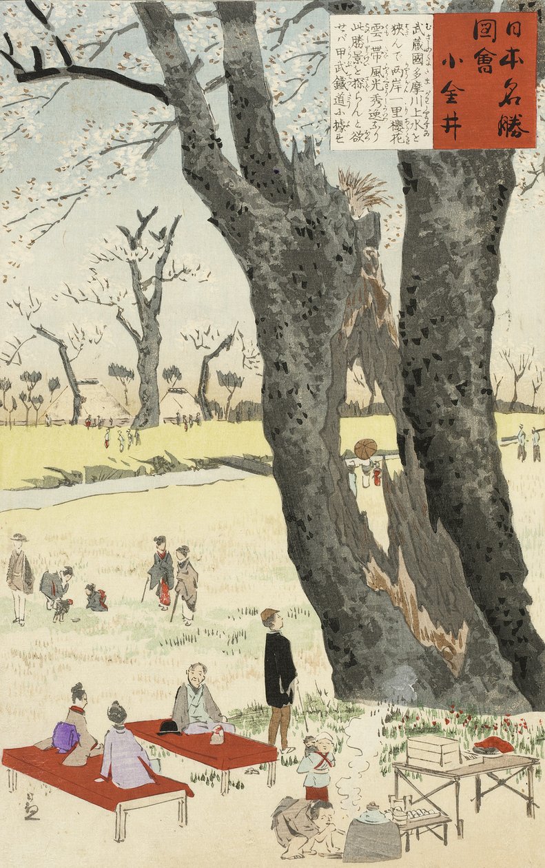 Koganei, Kirsikankukkia luonnoksista Japanin kuuluisista paikoista, 1896 (värillinen puupainatus) tekijältä Kobayashi Kiyochika