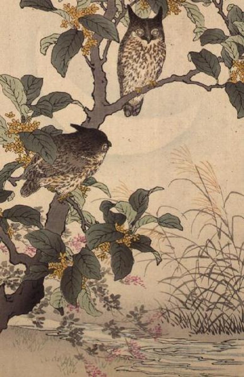 Kaksi pöllöä puussa Kono Bairein (1844-95) teoksesta Bunrei Kacho Gafu, julkaisu. 1885 tekijältä Kono Bairei
