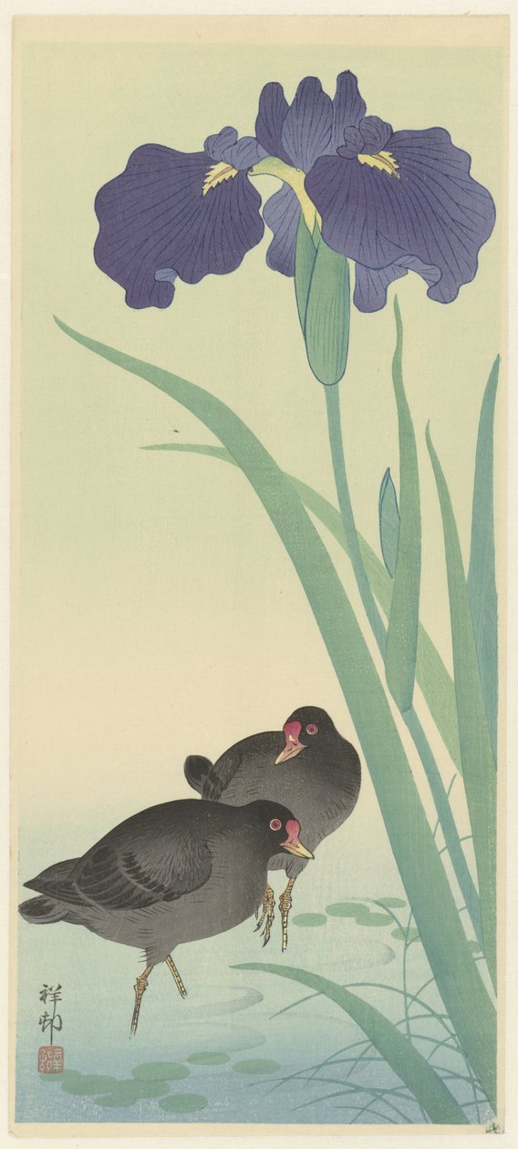 Moorhens and Irises (värillinen puupiirros) tekijältä Ohara Koson
