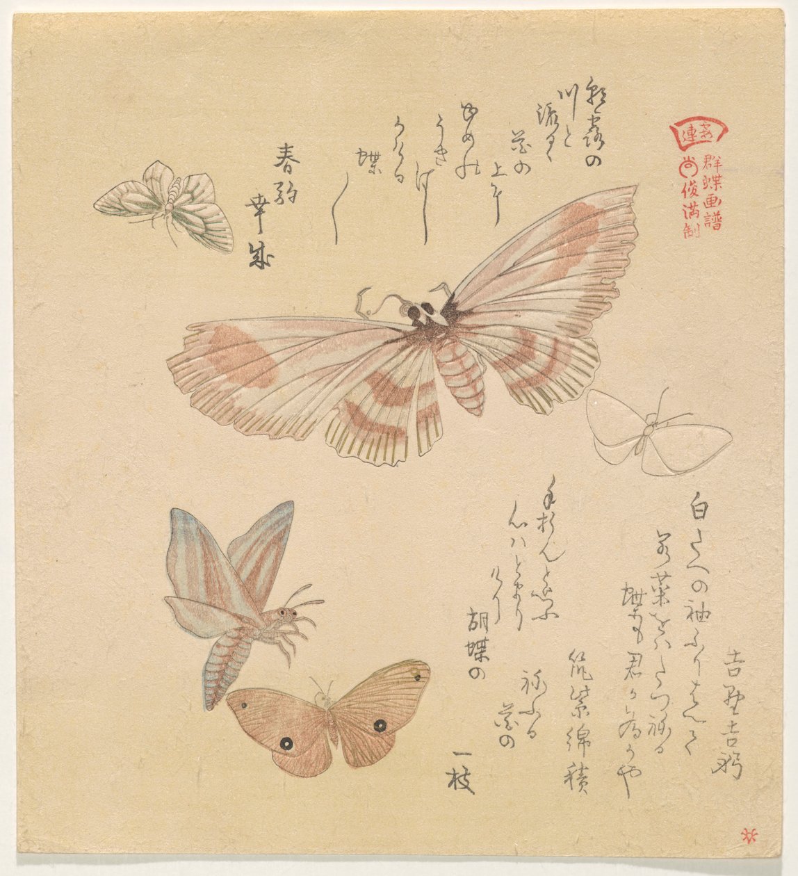 Perhosia ja yöperhosia sarjasta A Flock of Butterflies (Gunch? Gafu) tekijältä Kubo Shunman