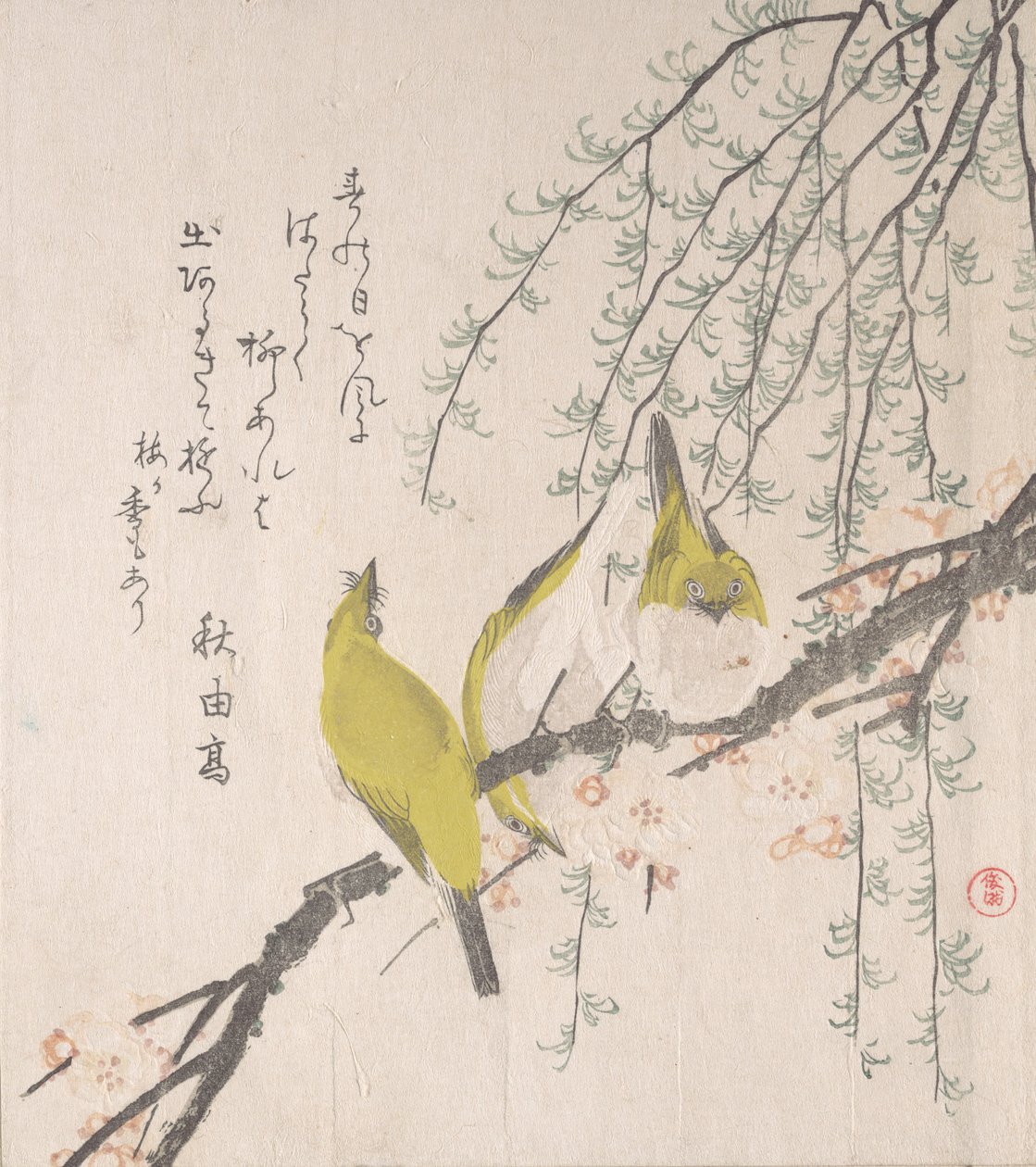 Japanilaiset valkosilmät luumupuun ja pajun kanssa..., n. 1810. tekijältä Kubo Shunman