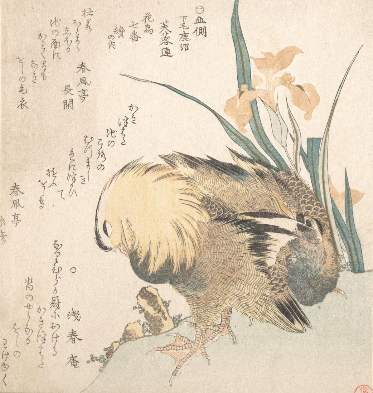 Mandarin Ducks ja Iris Flowers -pari, 1700-luvun loppu - 1800-luvun alku. tekijältä Kubo Shunman