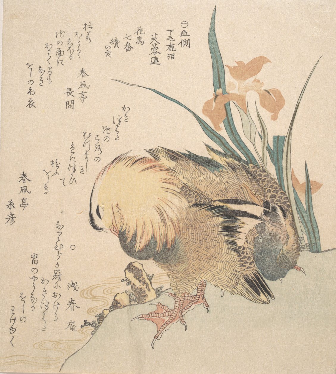 Mandarin Ducks ja Iris Flowers -pari, 1700-luvun loppu - 1800-luvun alku. tekijältä Kubo Shunman