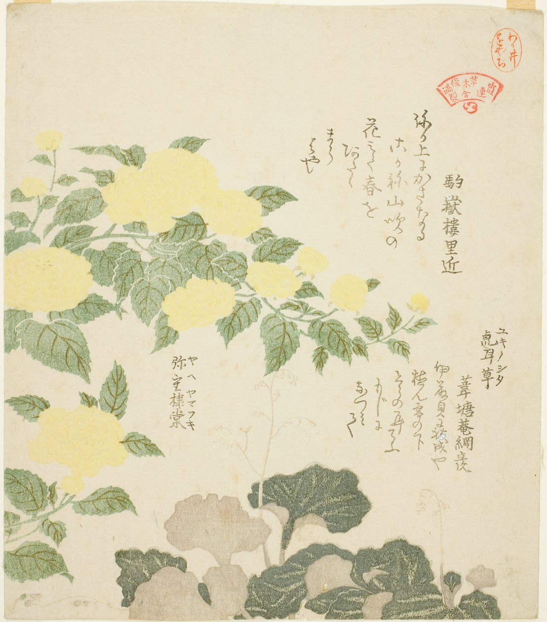 Keltaiset ruusut (Yae yamabuki) ja Creeping Saxifrages (Yukinoshita), sarjasta "Kasumin runopiirin kasveja (Kasumi-ren somoku awase)" tekijältä Kubo Shunman