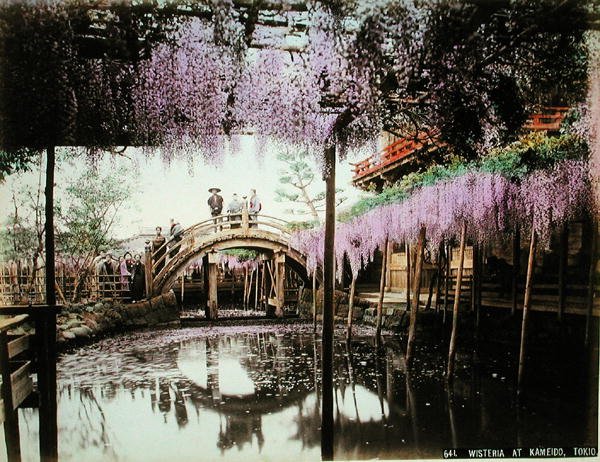 Wisteria Kameidossa, Tokiossa (käsinvärinen albumiinipainatus kortille) tekijältä Kusakabe (attr. to) Kimbei