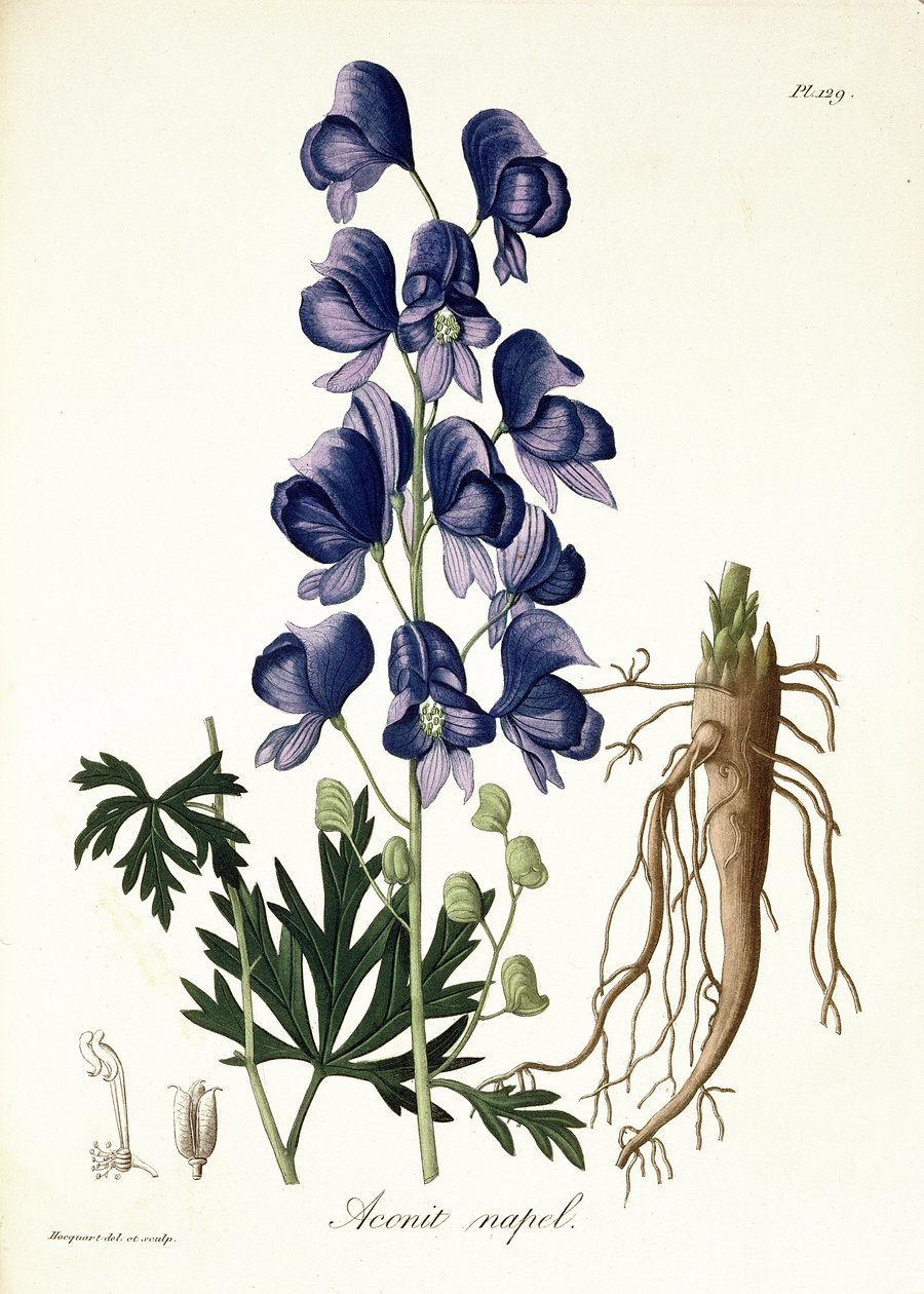 Aconitum Napellus Joseph Roquesin (1772-1850) teoksesta Phytographie Medicale, julkaistu vuonna 1821 tekijältä L.F.J. Hoquart