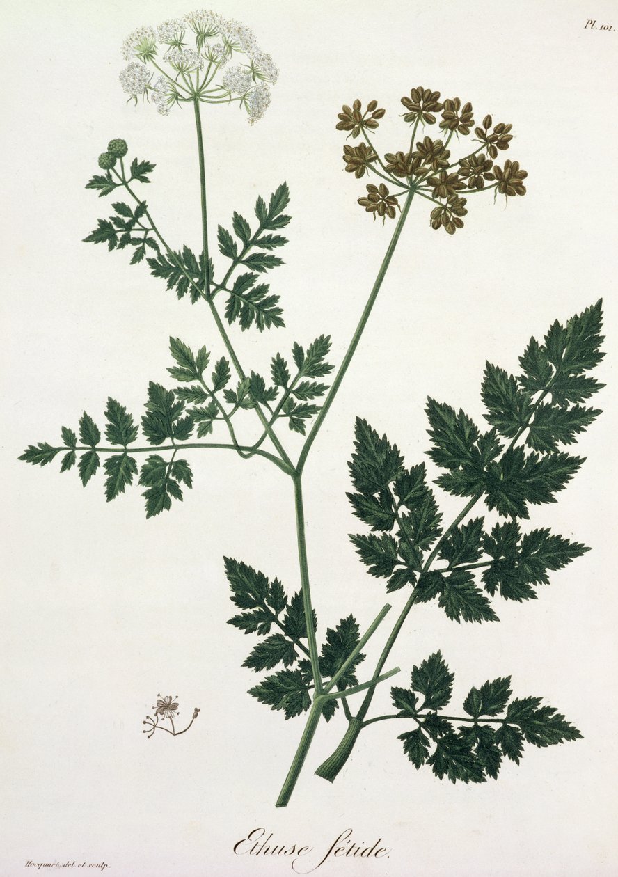 Aethusa Cynapium Joseph Roquesin (1772-1850) Phytographie Medicalesta, julkaistu vuonna 1821 tekijältä L.F.J. Hoquart