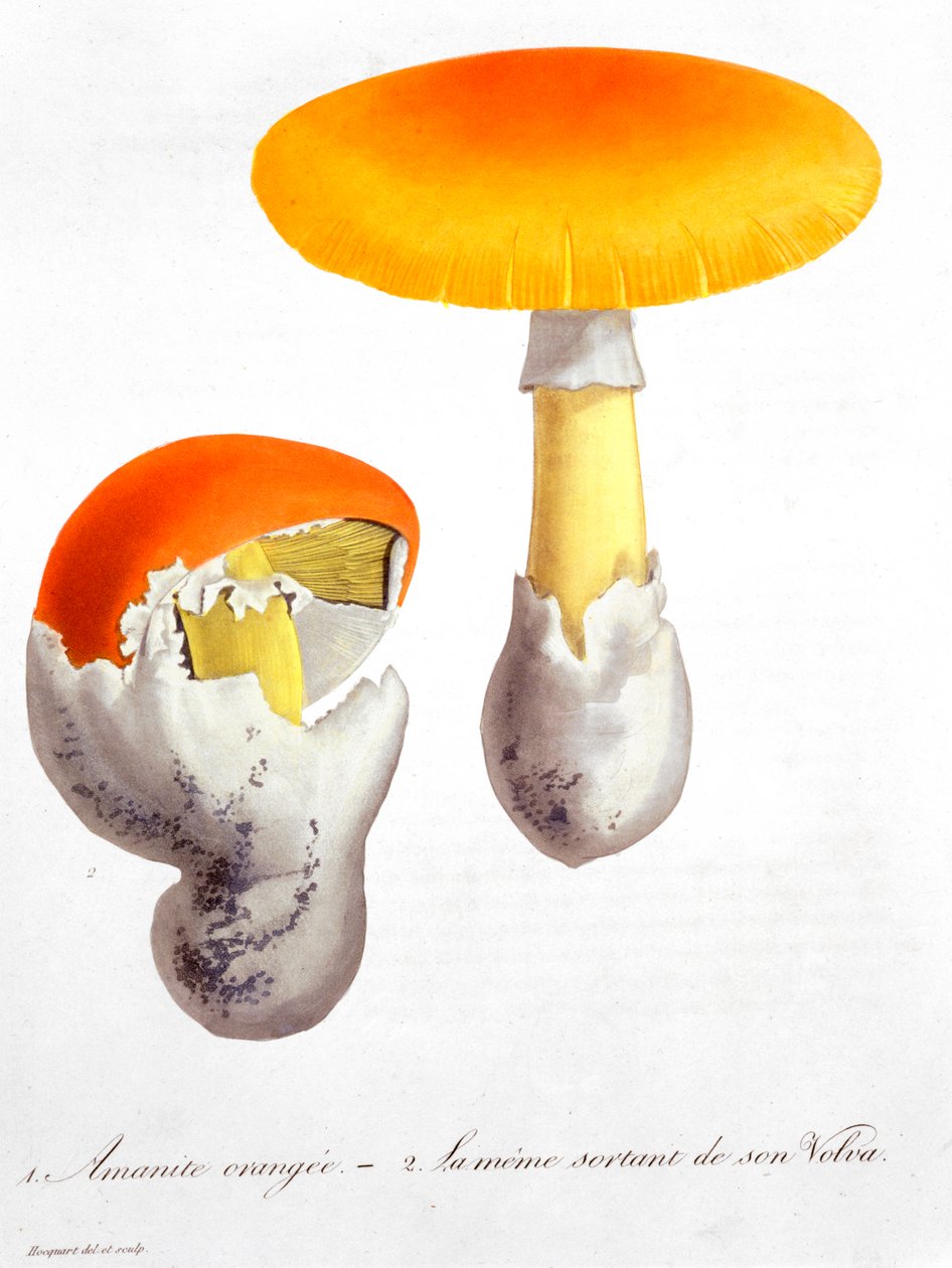Amanita Caesarea Caesarin sieni, 1821 tekijältä LFJ Hoquart