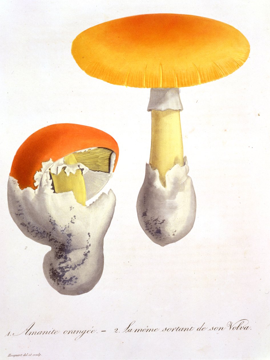 Amanita Caesarea Joseph Roquesin (1772-1850) 