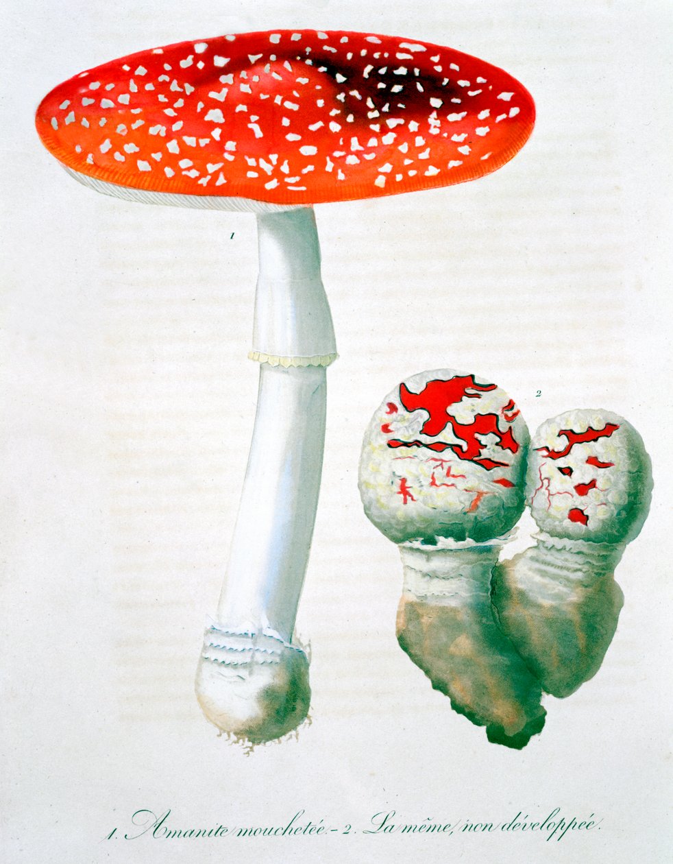 Amanita Muscaria kärpäshelmetti, 1821 tekijältä LFJ Hoquart