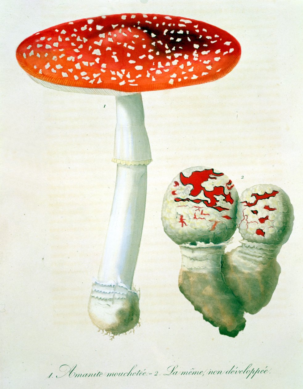 Amanita Muscaria Joseph Roquesin (1772-1850) kirjasta Phytographie Medicale, julkaistu vuonna 1821 tekijältä L.F.J. Hoquart