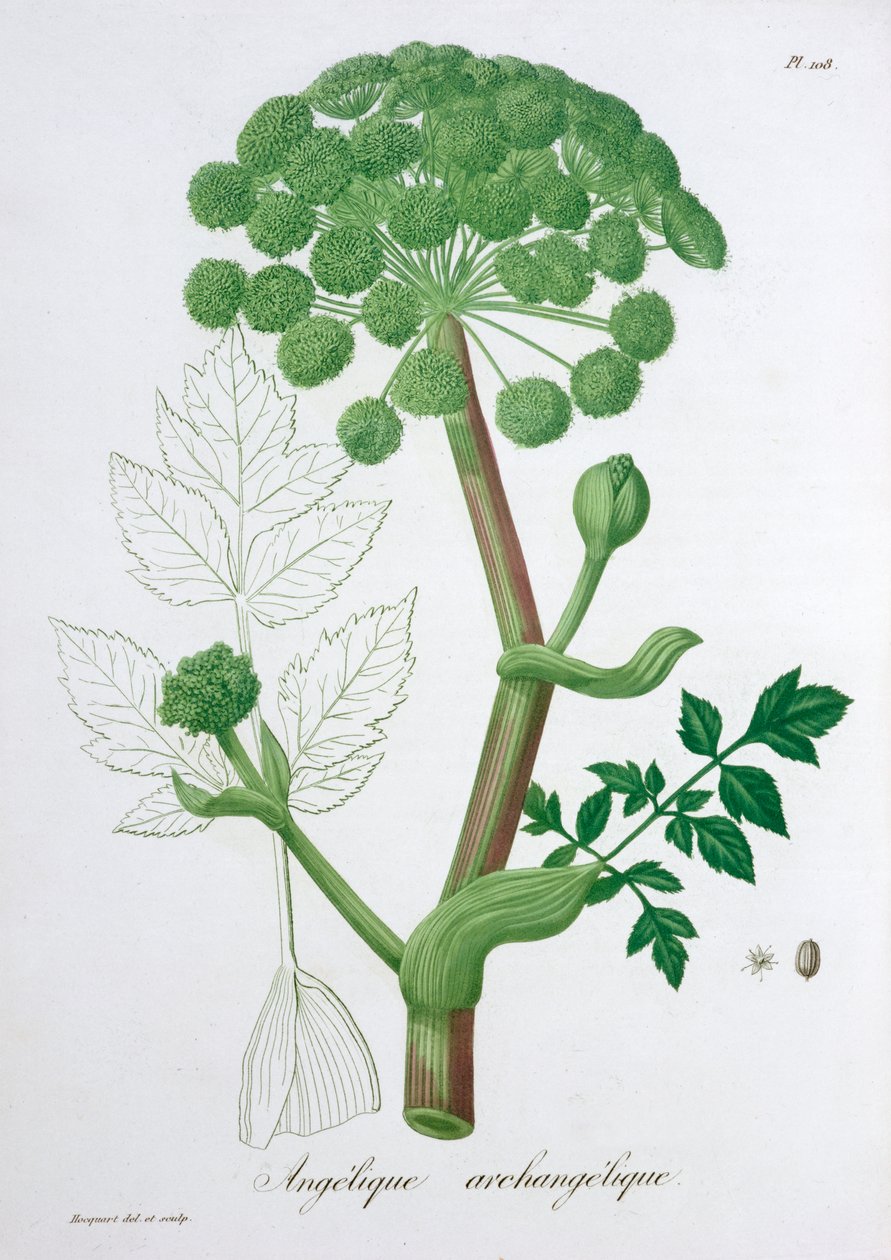 Angelica Archangelica Garden Angelica, 1821 tekijältä LFJ Hoquart
