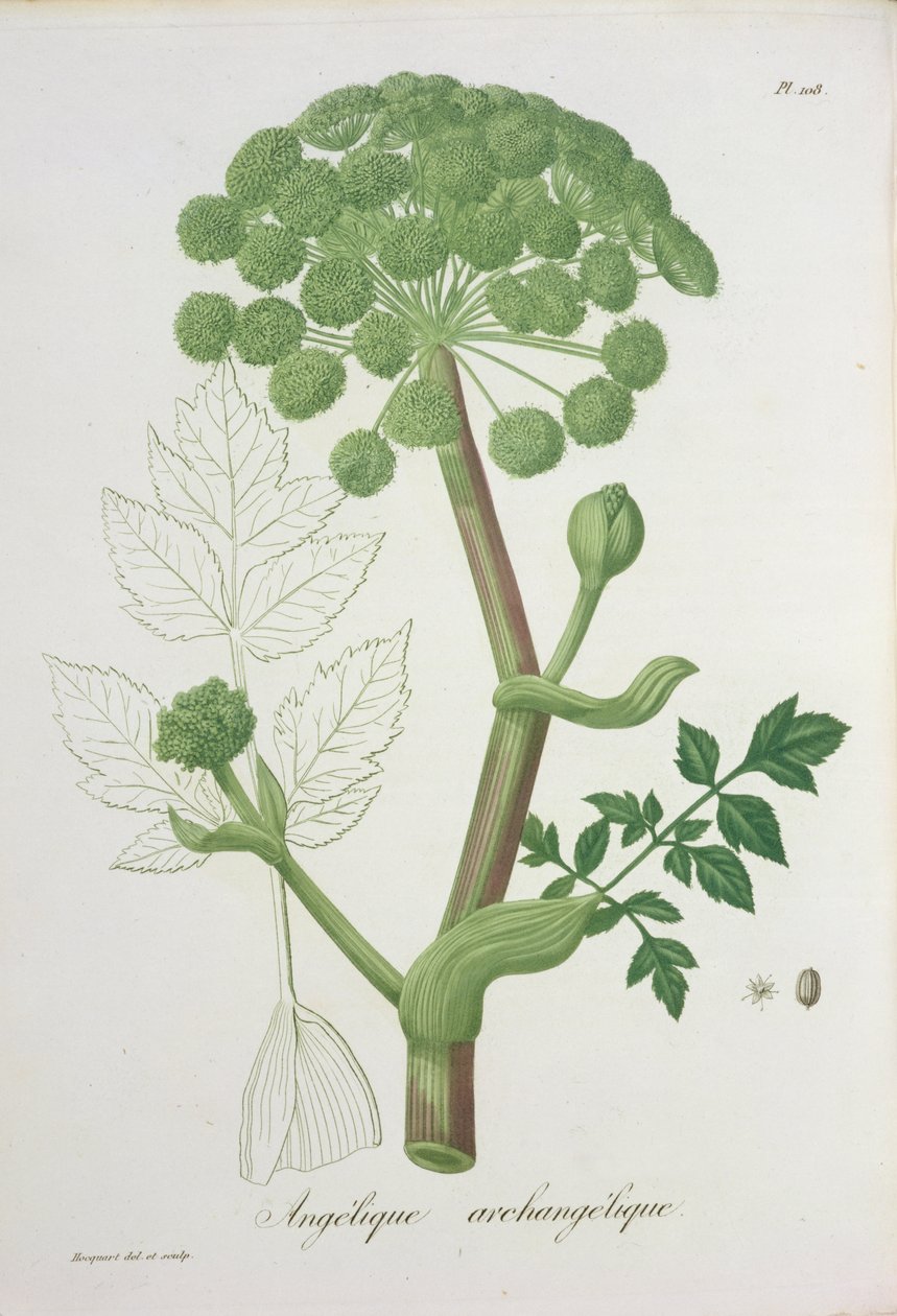 Angelica Archangelica Joseph Roquesin (1772-1850) Phytographie Medicalesta, julkaistu vuonna 1821 tekijältä L.F.J. Hoquart