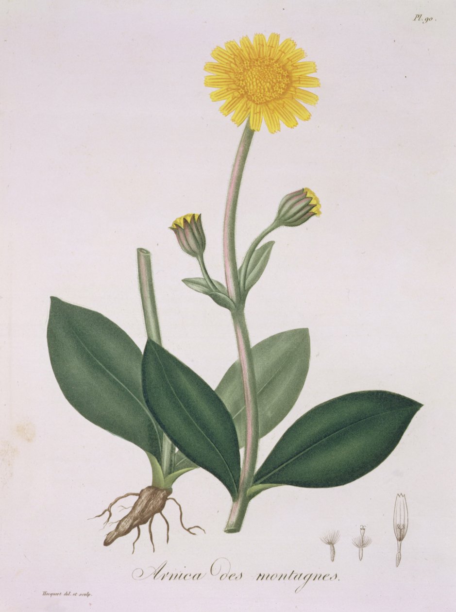 Arnica Montana Joseph Roquesin (1772-1850) teoksesta Phytographie Medicale, julkaistu vuonna 1821 tekijältä L.F.J. Hoquart