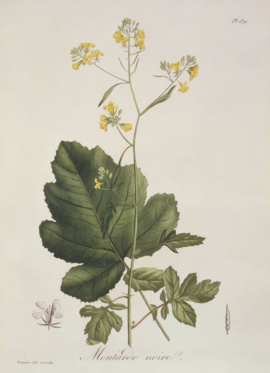 Brassica nigra Joseph Roquesin (1772-1850) kirjasta Phytographie Medicale, julkaistu vuonna 1821 tekijältä L.F.J. Hoquart