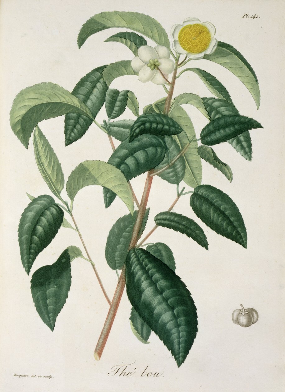 Camellia Thea Joseph Roquesin (1772-1850) teoksesta Phytographie Medicale, julkaistu vuonna 1821 tekijältä L.F.J. Hoquart