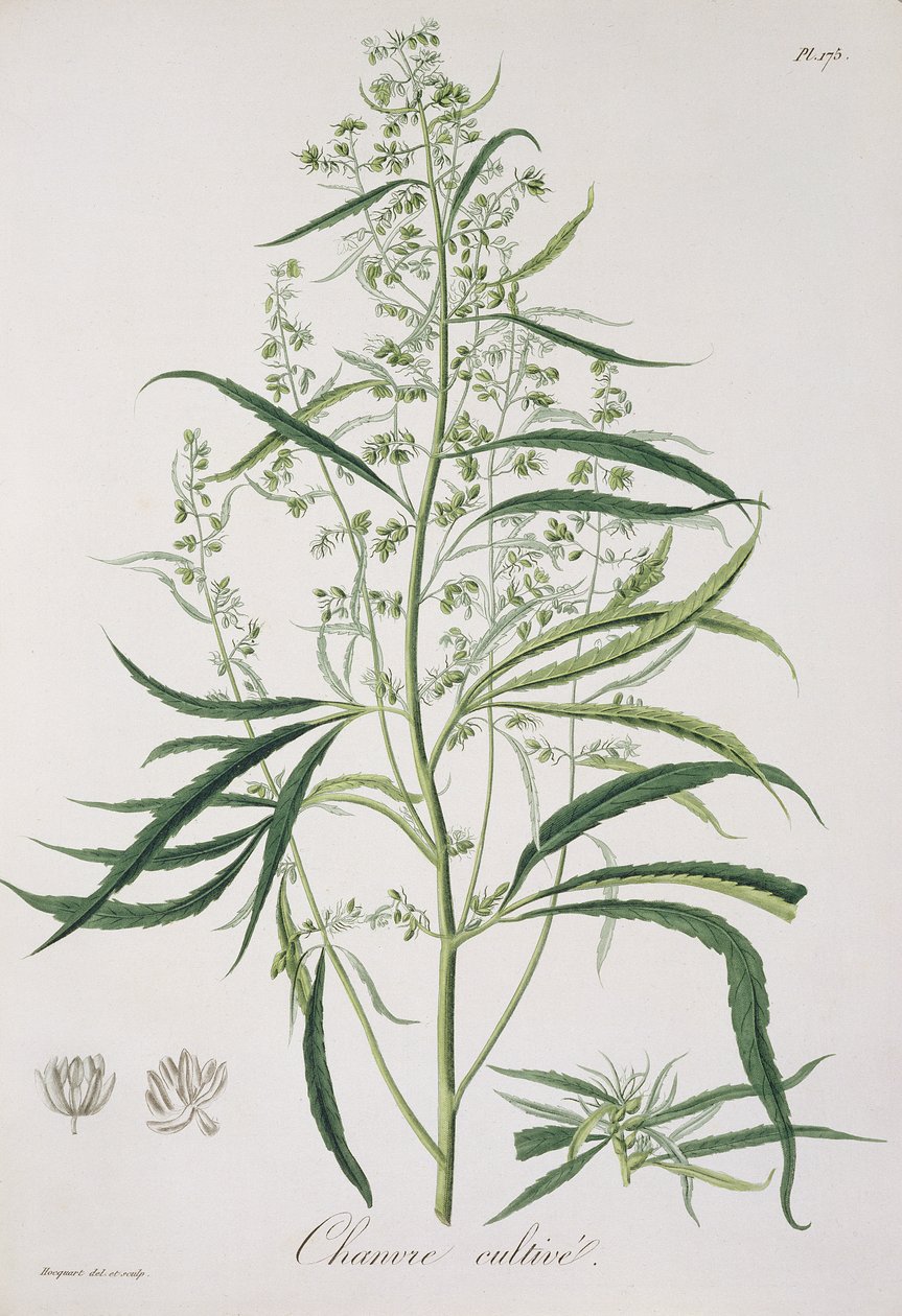 Cannabis Sativa Joseph Roquesin (1772-1850) vuonna 1821 julkaisemasta "Phytographie Medicale" -teoksesta. tekijältä L.F.J. Hoquart