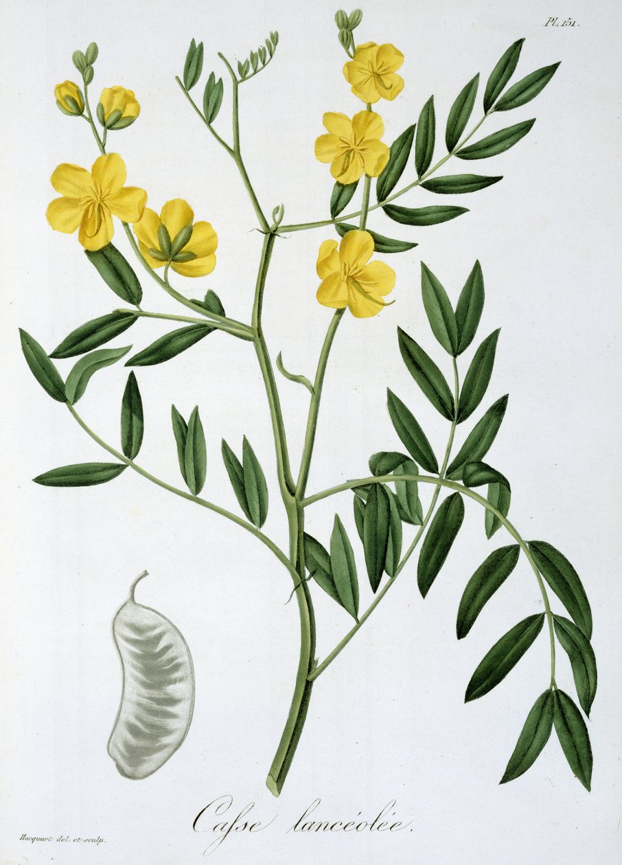 Cassia Joseph Roquesin (1772-1850) kirjasta Phytographie Medicale, joka julkaistiin vuonna 1821 tekijältä L.F.J. Hoquart
