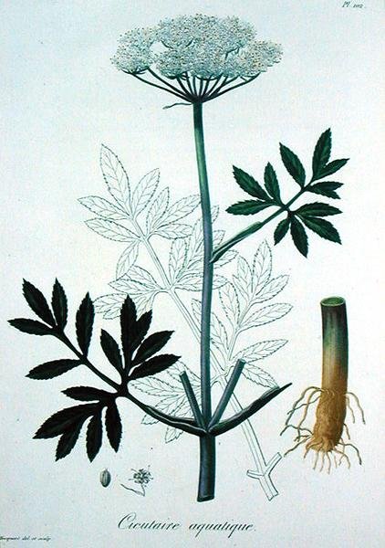 Cicuta Virosa Joseph Roquesin (1772-1850) Phytographie Medicalesta, julkaistu vuonna 1821 (kaiverrus) tekijältä L.F.J. Hoquart