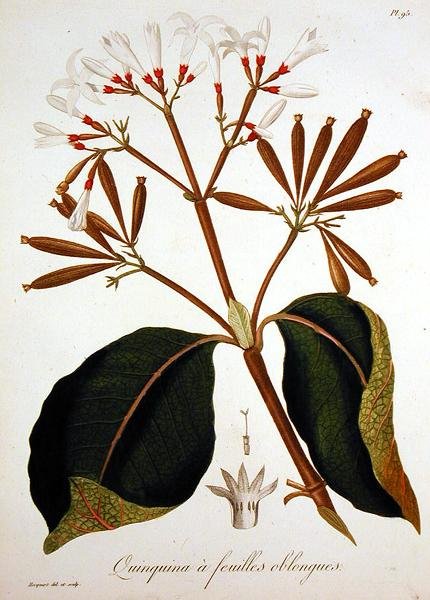 Cinchona Joseph Roquesin (1772-1850) "Phytographie Medicalesta", julkaistu vuonna 1821 (kaiverrus) tekijältä L.F.J. Hoquart