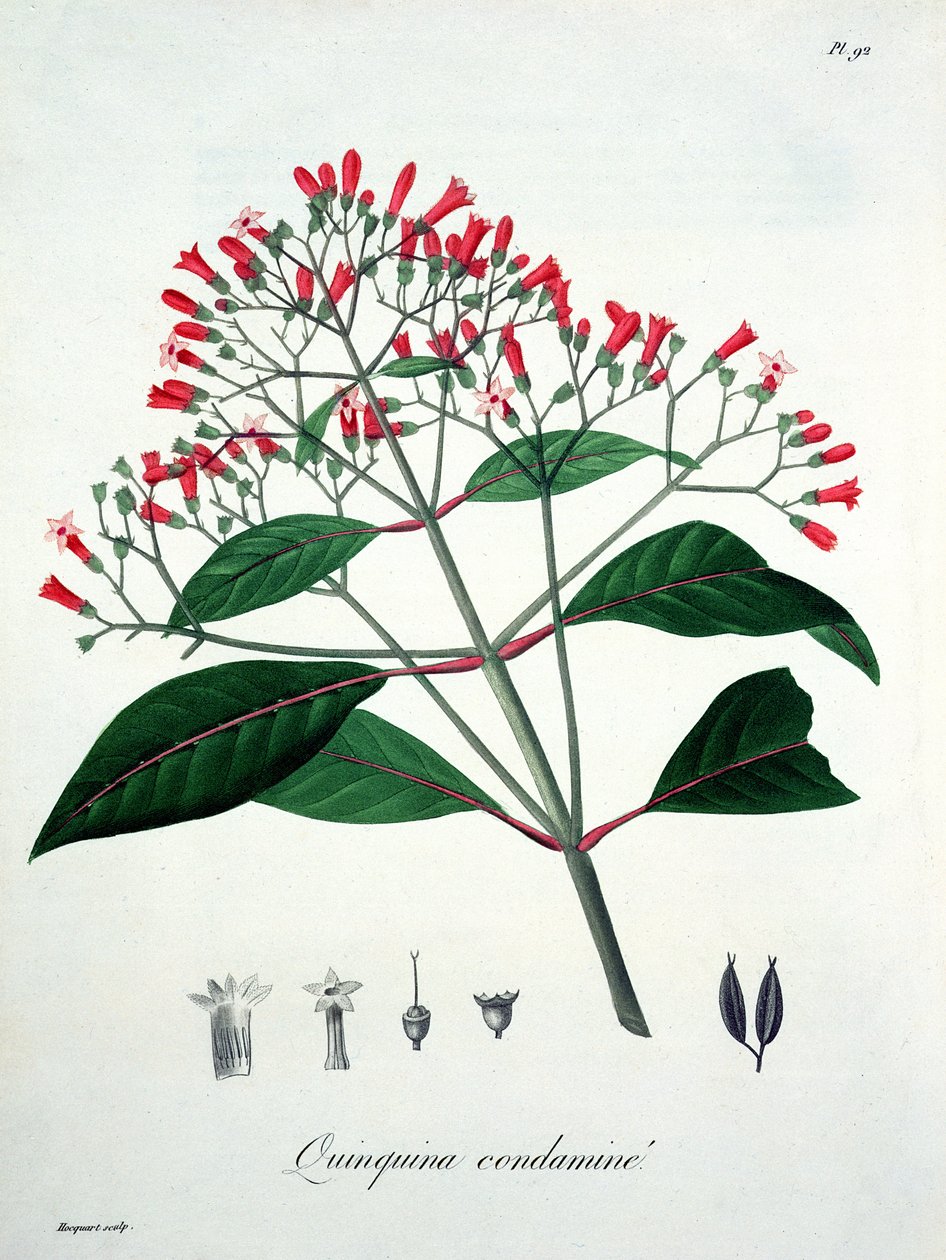 Cinchona Joseph Roquesin (1772-1850) Phytographie Medicalesta, julkaistu vuonna 1821 tekijältä L.F.J. Hoquart
