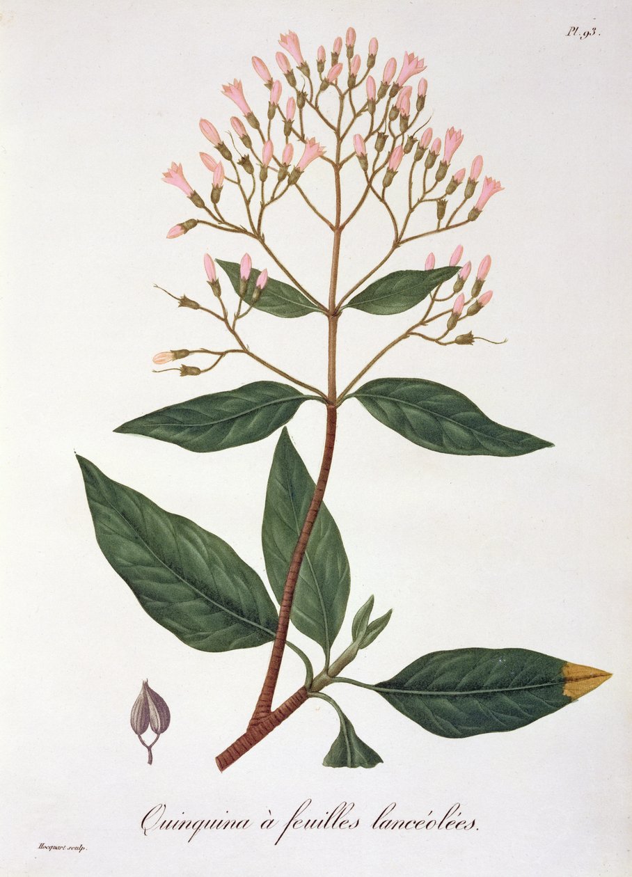 Cinchona Joseph Roquesin (1772-1850) Phytographie Medicalesta, julkaistu vuonna 1821 tekijältä L.F.J. Hoquart