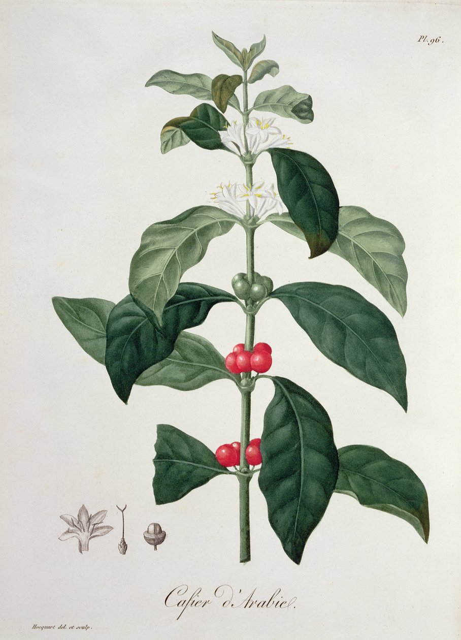 Coffea Arabica Joseph Roquesin (1772-1850) Phytographie Medicalesta, julkaistu vuonna 1821 tekijältä L.F.J. Hoquart