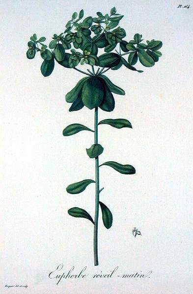 Euphorbia Helioscopia Joseph Roquesin (1772-1850) vuonna 1821 julkaisemasta "Phytographie Medicale" -teoksesta (kaiverrus). tekijältä L.F.J. Hoquart