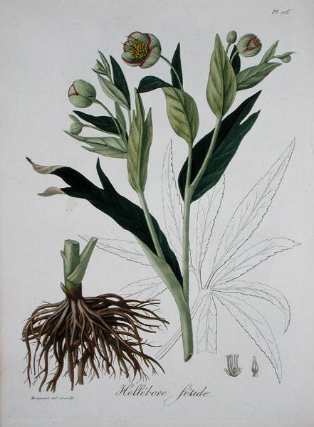 Helleborus Foetidus Joseph Roquesin (1772-1850) teoksesta Phytographie Medicale, julkaistu vuonna 1821 (kaiverrus) tekijältä L.F.J. Hoquart