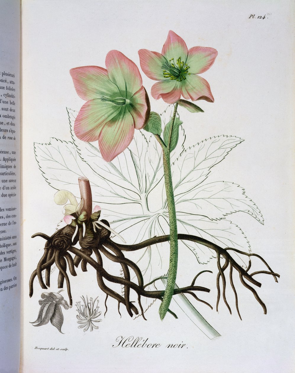 Helleborus Niger Joseph Roquesin (1772-1850) Phytographie Medicalesta, julkaistu vuonna 1821 tekijältä L.F.J. Hoquart