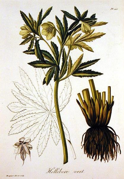 Helleborus Viridis Joseph Roquesin (1772-1850) teoksesta Phytographie Medicale, julkaistu vuonna 1821 (kaiverrus) tekijältä L.F.J. Hoquart