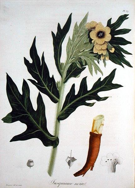 Henbane Joseph Roquesin (1772-1850) teoksesta Phytographie Medicale, julkaistu vuonna 1821 (kaiverrus) tekijältä L.F.J. Hoquart