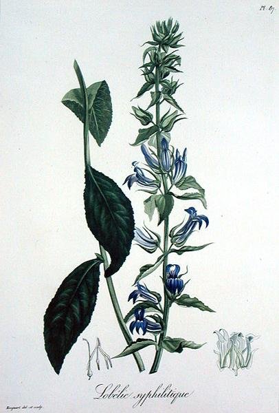 Lobelia Siphilitica Joseph Roquesin (1772-1850) teoksesta Phytographie Medicale, julkaistu vuonna 1821 (kaiverrus) tekijältä L.F.J. Hoquart