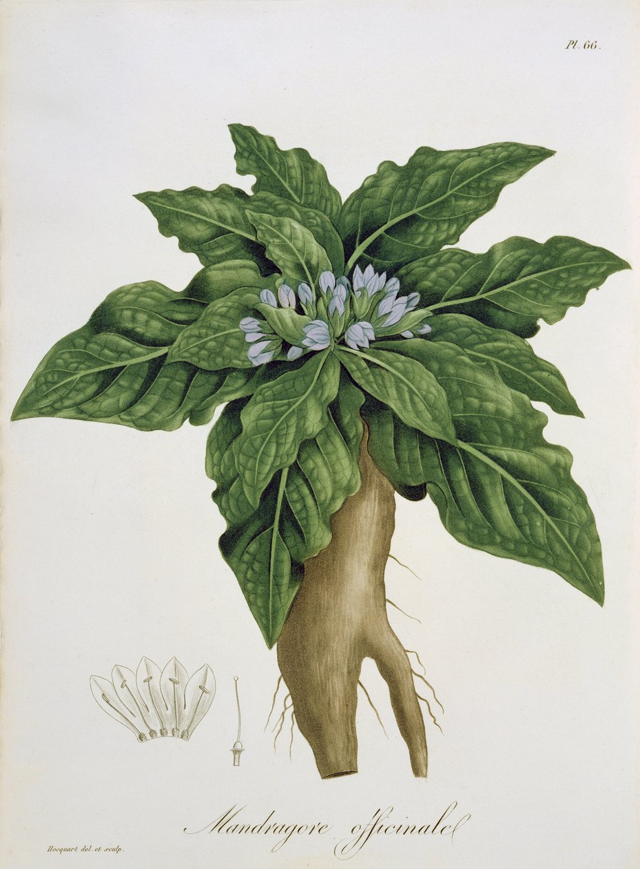 Mandragora Officinarum Joseph Roquesin (1772-1850) vuonna 1821 julkaisemasta "Phytographie Medicale" -teoksesta. tekijältä L.F.J. Hoquart