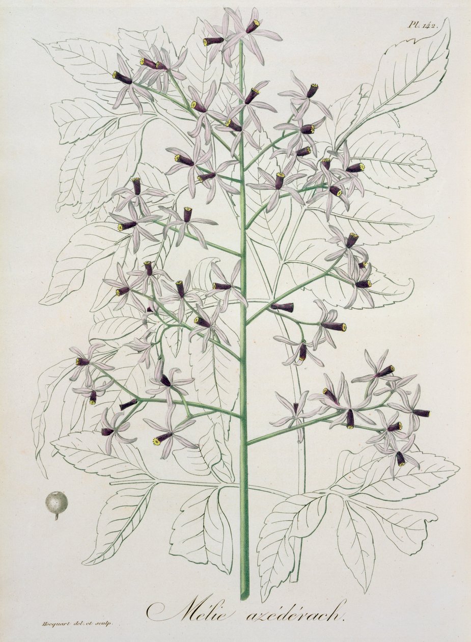 Melia Azedarach Joseph Roquesin (1772-1850) Phytographie Medicalesta, julkaistu vuonna 1821 tekijältä L.F.J. Hoquart