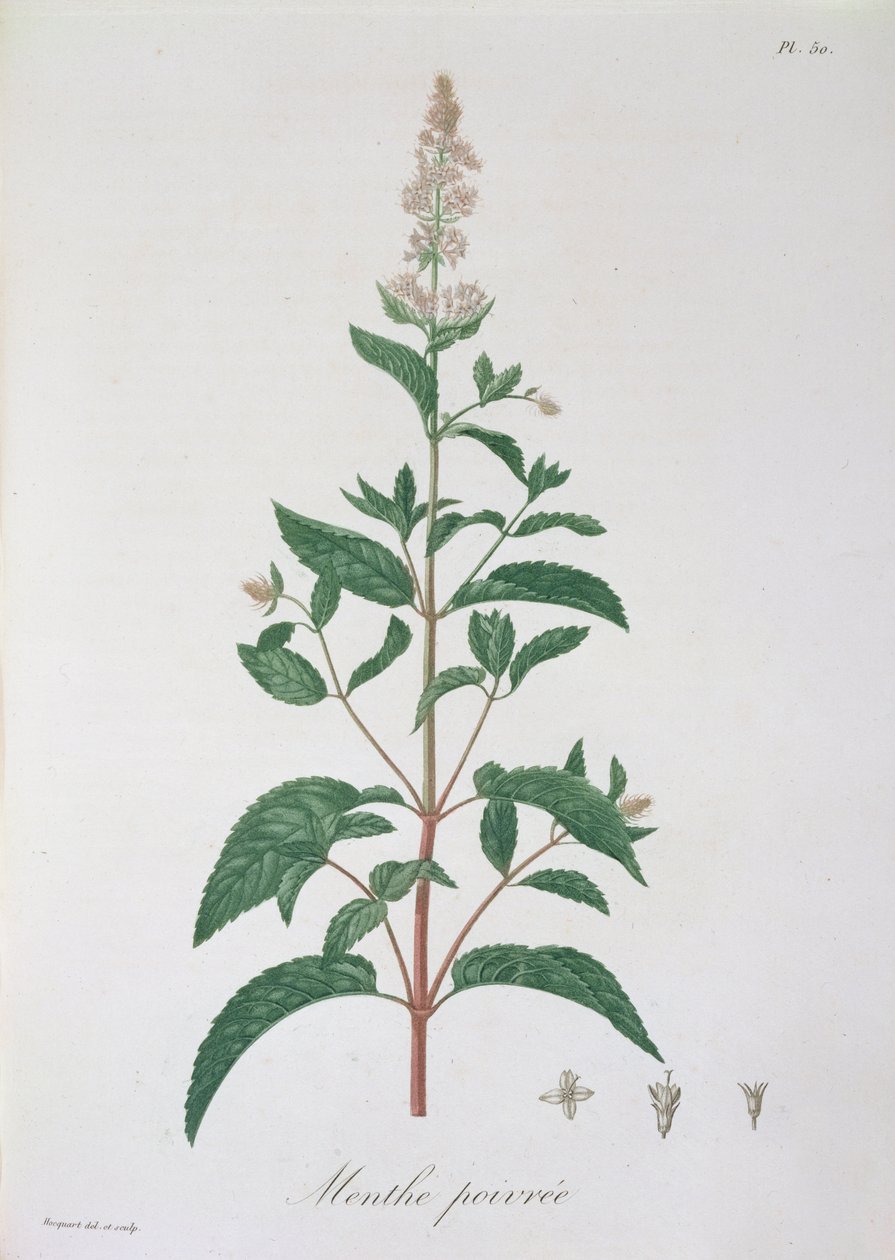 Mentha Piperita Joseph Roquesin (1772-1850) Phytographie Medicalesta, julkaistu vuonna 1821 tekijältä L.F.J. Hoquart