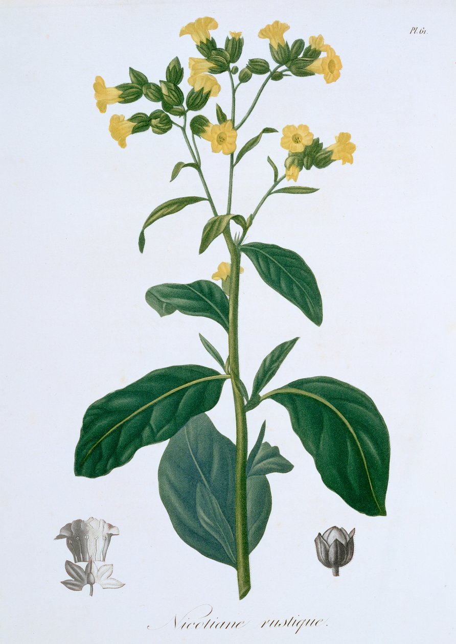 Nicotiana Tobacco, 1821 tekijältä LFJ Hoquart