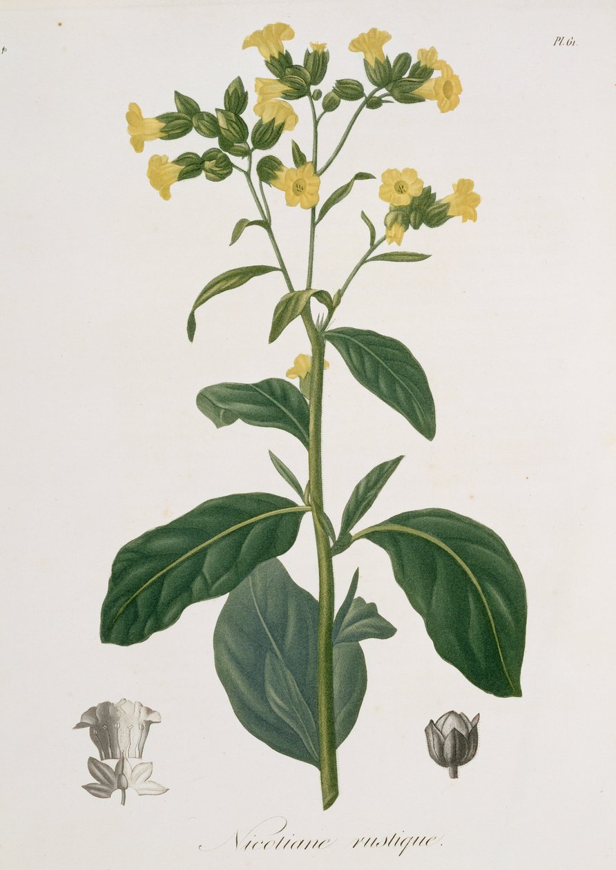 Nicotiana Joseph Roquesin (1772-1850) Phytographie Medicalesta, julkaistu vuonna 1821 tekijältä L.F.J. Hoquart