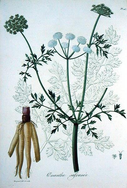 Oeanthe Crocata Joseph Roquesin (1772-1850) teoksesta Phytographie Medicale, julkaistu vuonna 1821 (kaiverrus) tekijältä L.F.J. Hoquart