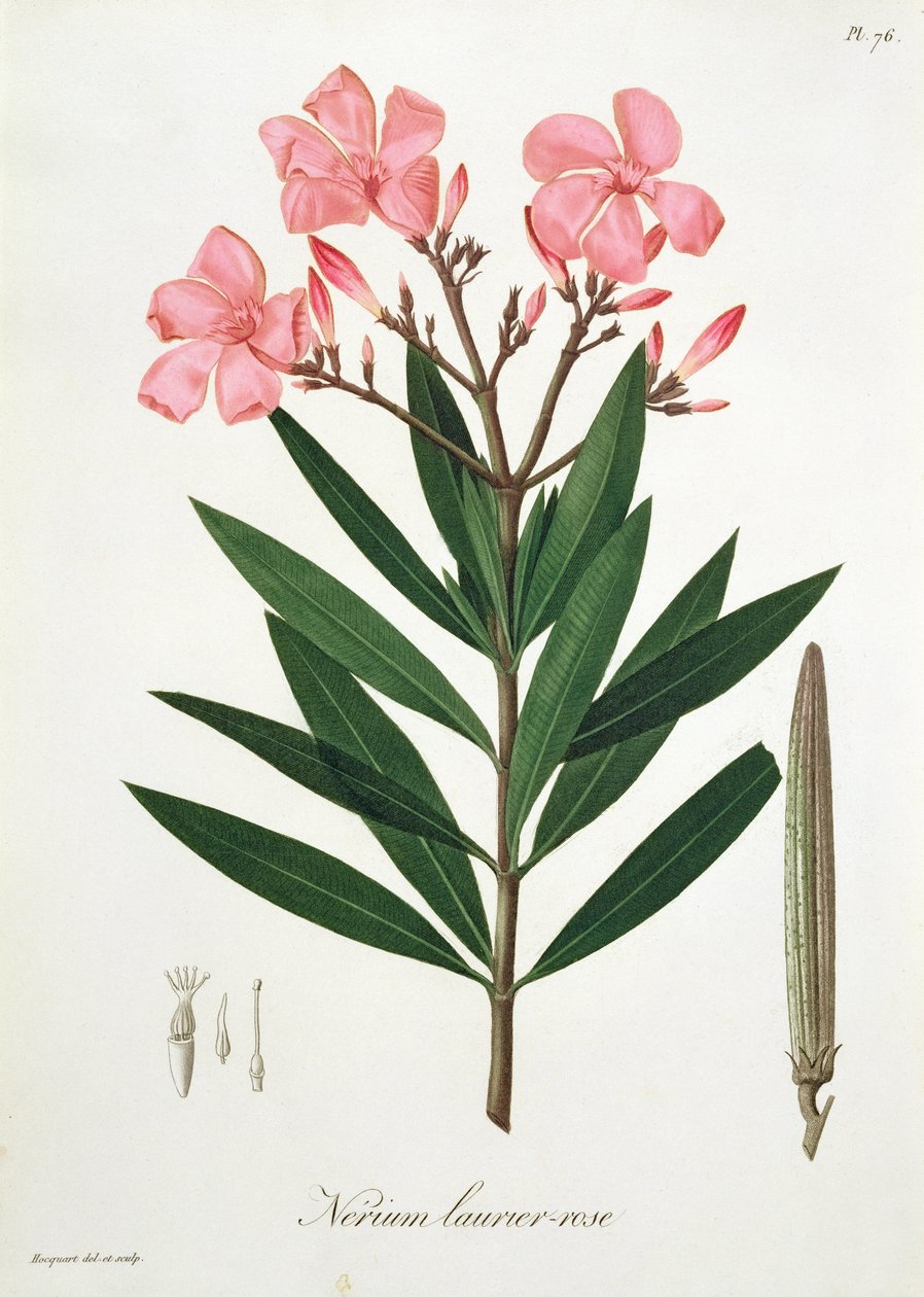 Oleander Joseph Roquesin (1772-1850) Phytographie Medicalesta, julkaistu vuonna 1821 tekijältä L.F.J. Hoquart