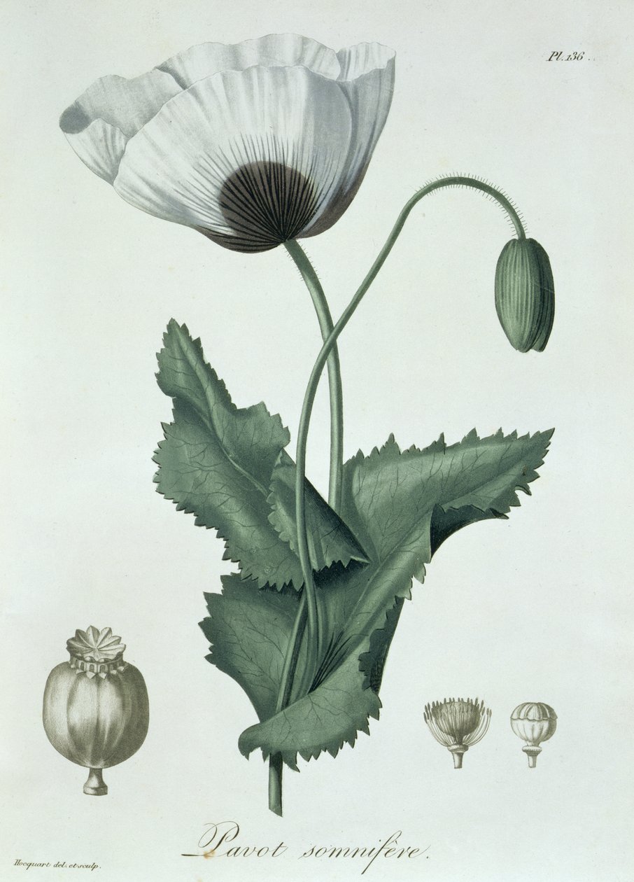 Papaver Somniferum Joseph Roquesin (1772-1850) teoksesta Phytographie Medicale, julkaistu vuonna 1821 tekijältä L.F.J. Hoquart